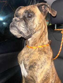 Boxer Dogs Available for Adoption - Lainey | PetCurious
