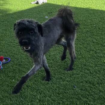 Poodle Dogs Available for Adoption in Las Vegas, Nevada - Idris | PetCurious