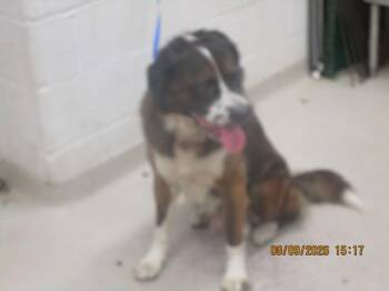 Harvey (877) -  Saint Bernard Dog for Adoption in Marietta, Georgia - Harvey (877) | PetCurious