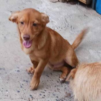 Graham -  Terrier and Chihuahua Dog for Adoption in Gainesville, Virginia - Graham | PetCurious