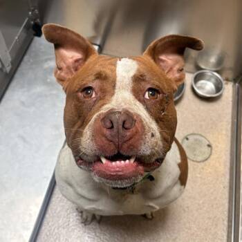 Bambi -  American Bulldog and Pit Bull Terrier Dog for Adoption in Oakland, California - Bambi | PetCurious