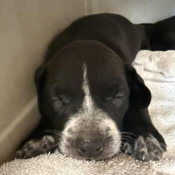 Beech -  Pit Bull Terrier Dog for Adoption in East St. Louis, Illinois - Beech | PetCurious