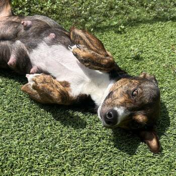 London -  Mixed Breed Dog for Adoption in Jupiter, Florida - London | PetCurious