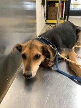 Rescue Manchester Terrier and Mixed Breed Dogs for Adoption in Fort Worth, Texas - Bella | PetCurious