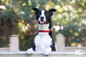 Train -  Boxer and American Staffordshire Terrier Dog for Adoption - Train | PetCurious