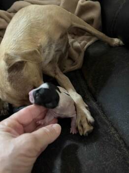 Rescue Chihuahua and Rat Terrier Dogs for Adoption in Bryan, Texas - Mia Pup 1 | PetCurious