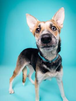 Osprey -  Husky and Shepherd Dog for Adoption in Phoenix, Arizona - Osprey | PetCurious
