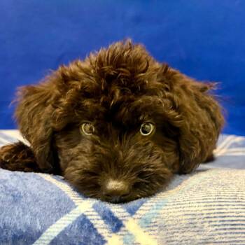 Sam-I-Am -  Mixed Breed and None Dog for Adoption in Pekin, Illinois - Sam-I-Am | PetCurious