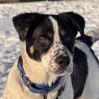 Australian Cattle Dog Blue Heeler Dogs Available for Adoption - Augustus | PetCurious