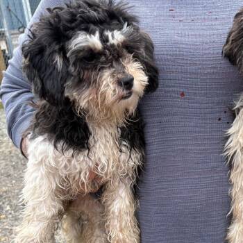 Shih Tzu and Mixed Breed Dogs Available for Adoption in Pennsville Township, New Jersey - Tulip | PetCurious