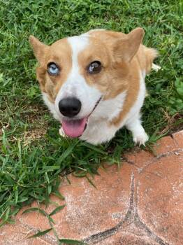 Corgi Dogs Available for Adoption in Fort Lauderdale, Florida - Phoenix | PetCurious