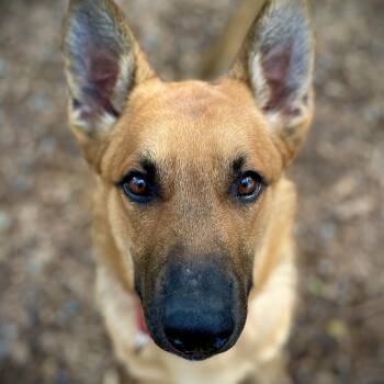 Belgian Shepherd Malinois Dogs Available for Adoption in San Andreas, California - Penny | PetCurious