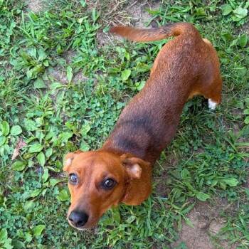 Bella -  Dachshund and Mixed Breed Dog for Adoption in Olathe, Kansas - Bella | PetCurious