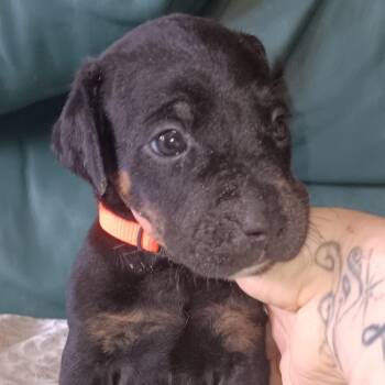 Dock -  Mixed Breed Dog for Adoption in Spring Hill, Kansas - Dock | PetCurious