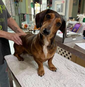 Fritzi (NOT YET AVAILABLE) -  Dachshund Dog for Adoption in Benton, Louisiana - Fritzi (NOT YET AVAILABLE) | PetCurious