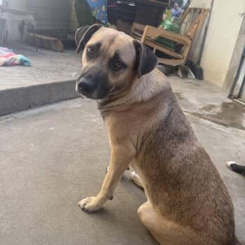 Mixed Breed Dogs Available for Adoption - Sammy | PetCurious