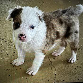 Goose -  Australian Shepherd and Mixed Breed Dog for Adoption in Evensville, Tennessee - Goose | PetCurious