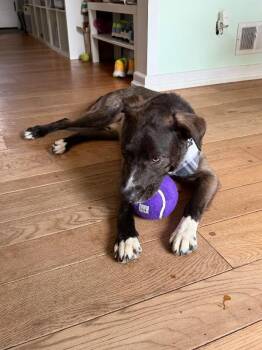 Ranger -  Mixed Breed Dog for Adoption in Cincinnati, Ohio - Ranger | PetCurious