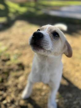 Labrador Retriever and Jack Russell Terrier Dogs Available for Adoption - Rumi - The Little Warrior | PetCurious
