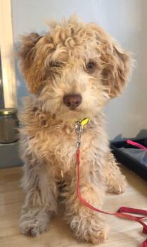 Schnoodle and Havanese Dogs Available for Adoption in Sagaponack, New York - Roscoe | PetCurious