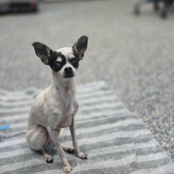Tink -  Chihuahua Dog for Adoption in Dover, Arkansas - Tink | PetCurious