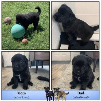 Labrador Retriever and Mixed Breed Dogs Available for Adoption in Spokane, Washington - Roscoe | PetCurious