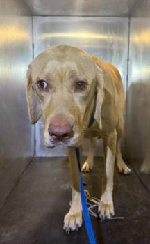 COLORADO -  Labrador Retriever Dog for Adoption in San Antonio, Texas - COLORADO | PetCurious