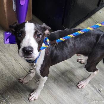 Rescue Mixed Breed Dogs for Adoption in Summerville, South Carolina - Lane | PetCurious