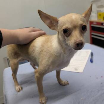 Chihuahua Dogs Available for Adoption in Chico, California - APPLE FRITTER | PetCurious