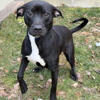 Terrier and Mixed Breed Dogs Available for Adoption - Bilbo Waggins | PetCurious