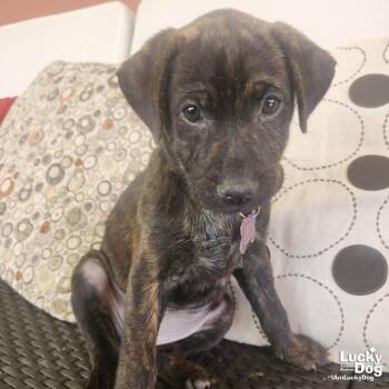 Labrador Retriever Dogs Available for Adoption - Talia | PetCurious