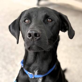 Mixed Breed Dogs Available for Adoption in Buchanan Dam, Texas - Dice | PetCurious