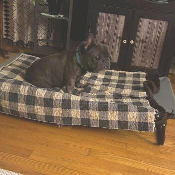 Kane -  French Bulldog Dog for Adoption in Huber Heights, Ohio - Kane | PetCurious