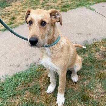Daphne -  Irish Wolfhound and Golden Retriever Dog for Adoption in Stillwater, Oklahoma - Daphne | PetCurious