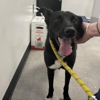 Lemmy -  Mixed Breed Dog for Adoption in Philadelphia, Pennsylvania - Lemmy | PetCurious
