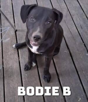 Black Labrador Retriever and American Bully Dogs Available for Adoption in Dyersburg, Tennessee - Bodie B | PetCurious