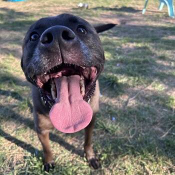 Mixed Breed Dogs Available for Adoption in Fredericksburg, Virginia - Zeus | PetCurious