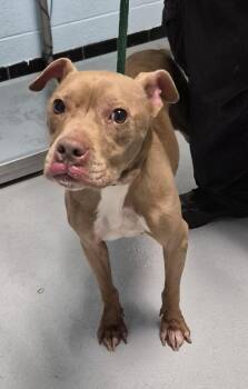 Pit Bull Terrier Dogs Available for Adoption in Lawrenceville, Georgia - Pen 183 Nico | PetCurious