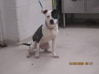 Jojo (87) -  Pit Bull Terrier Dog for Adoption in Marietta, Georgia - Jojo (87) | PetCurious