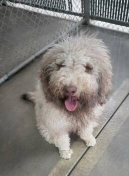 Grant -  Standard Poodle Dog for Adoption in Orland Hills, Illinois - Grant | PetCurious