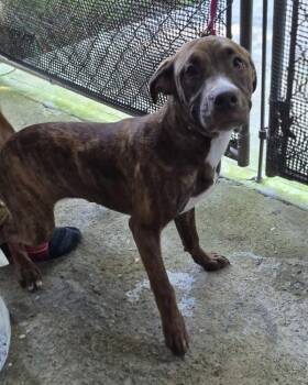 Pen Vc-8 -  Pit Bull Terrier Dog for Adoption in Lawrenceville, Georgia - Pen Vc-8 | PetCurious