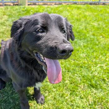 Flat Coated Retriever Dogs Available for Adoption in Ravenna, Ohio - 190019 Benny | PetCurious