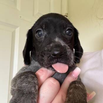 Jefferson -  Black Labrador Retriever and Mixed Breed Dog for Adoption in Rockville, Maryland - Jefferson | PetCurious