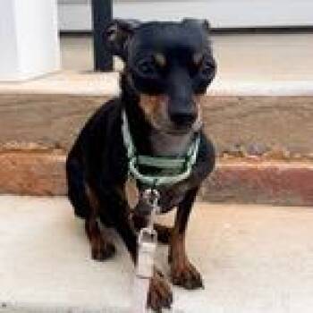 Mixed Breed Dogs Available for Adoption - Allyson Felix | PetCurious