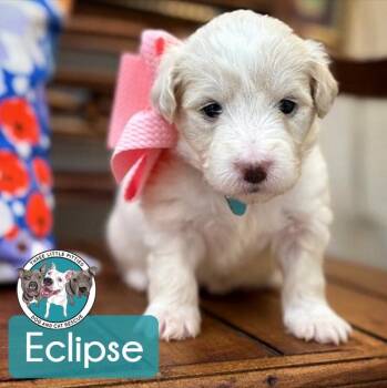 Golden Retriever and Labradoodle Dogs Available for Adoption in Friendswood, Texas - Eclipse Starlight | PetCurious