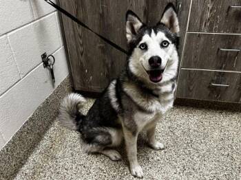 Siberian Husky Dogs Available for Adoption in Colorado Springs, Colorado - NOVA | PetCurious