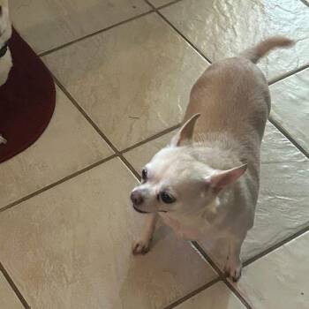 Chihuahua Dogs Available for Adoption in Allen, Texas - Eevee | PetCurious