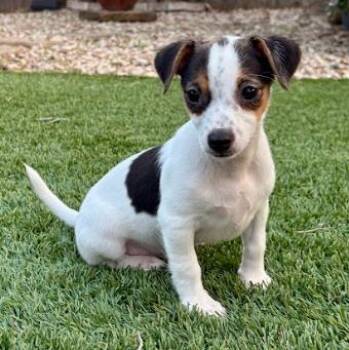 Chihuahua Dogs Available for Adoption in San Antonio, Texas - MARSHMELLOW | PetCurious