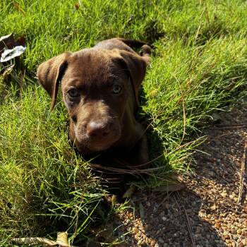 Murphy -  Chocolate Labrador Retriever and Flat Coated Retriever Dog for Adoption - Murphy | PetCurious