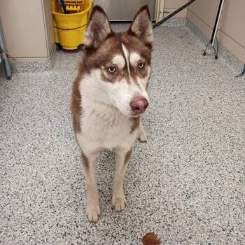 Togo -  Siberian Husky Dog for Adoption in Chicago, Illinois - Togo | PetCurious